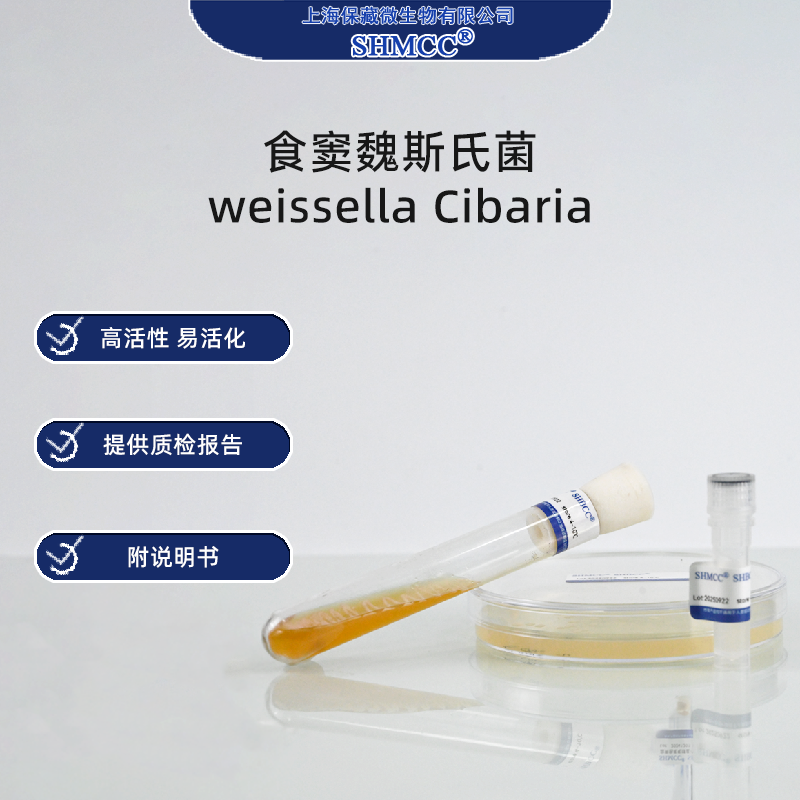 食窦魏斯氏菌 weissella Cibaria 西巴里亚魏瑟菌 标准菌株现货