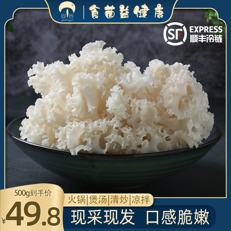 菌益 新鲜绣球菌500g古田特产食用菌菇凉拌煲汤火锅食材