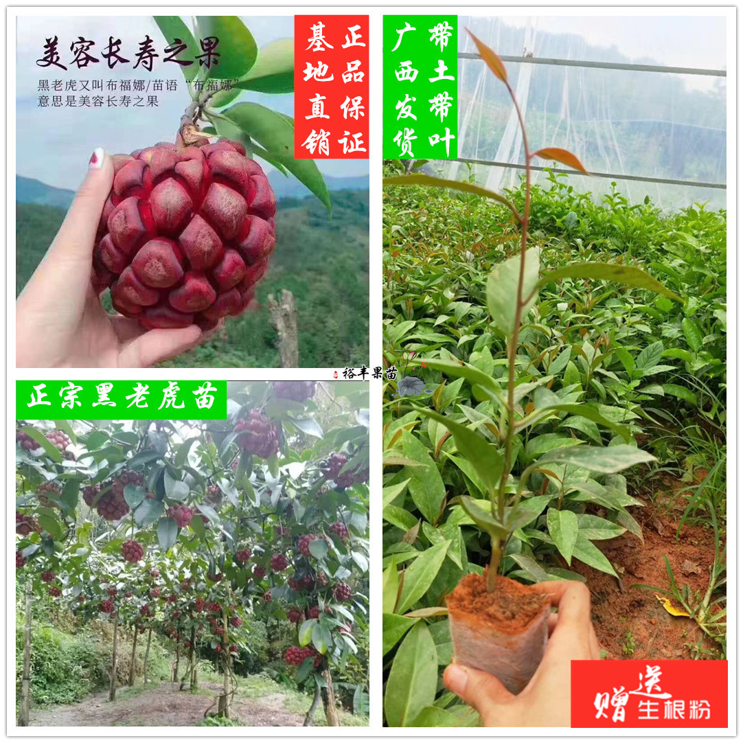 广西黑老虎果树苗冷饭团布福娜粉红一号袋苗盆栽庭院南方种植高产