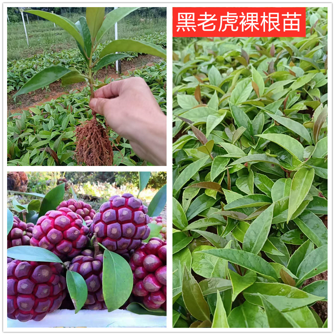 广西正宗高产粉红1号黑老虎树苗布福娜12-25cm高裸根苗盆栽包邮