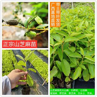 广西正宗高产中药材山芝麻山油麻假芝麻狗屎树营袋种子种苗包邮
