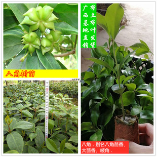 广西八角树苗正宗嫁接大红八角茴香大茴香料营养袋苗带泥高产包邮