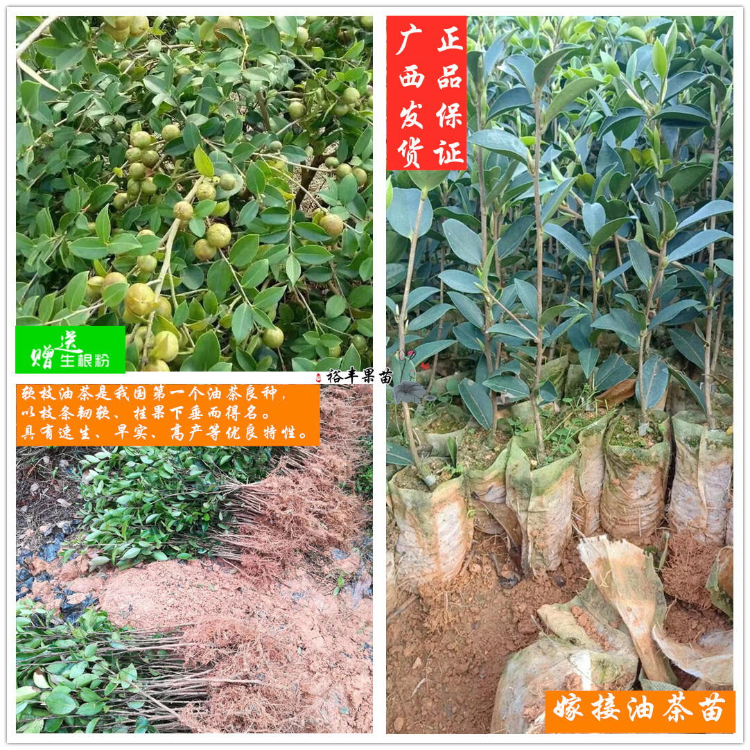 广西白花油茶实生苗正宗嫁接软枝油茶湘林210茶子树苗高产耐寒