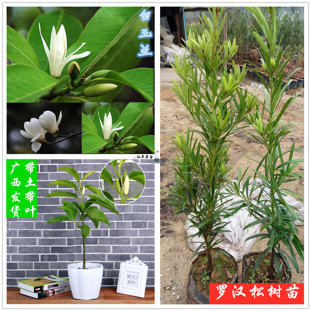 广西白玉兰香花四季桂花罗汉松树苗庭院盆栽观花观叶树苗真苗包邮