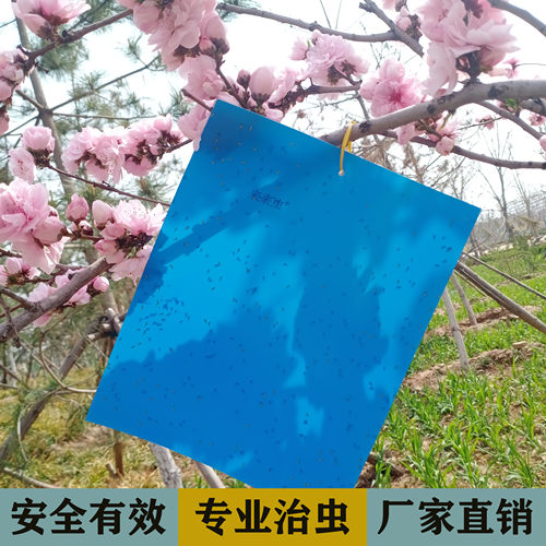 来来虫塑料20*30cm家庭园艺