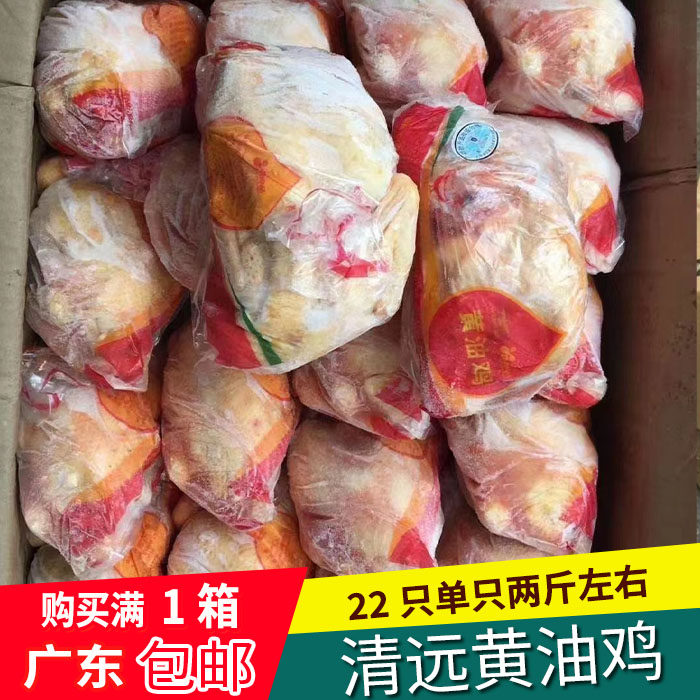 广东清远鸡黄油鸡宫清皇白切鸡打边炉椰子鸡食材整箱22kg省内包邮