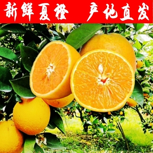 江永夏橙孕妇水果伦晚脐橙新鲜水果手剥永州橙子榨汁甜橙包邮