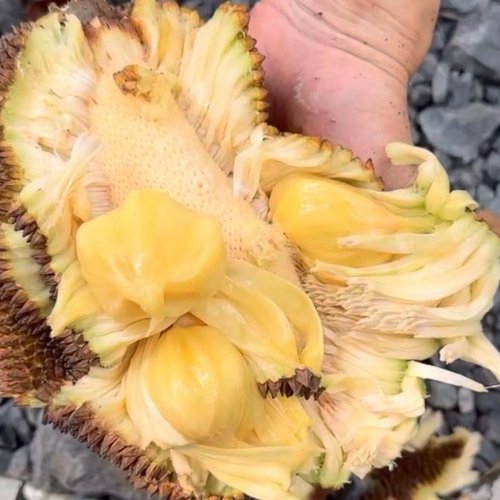 木菠萝湿包菠萝蜜金包软糯香甜