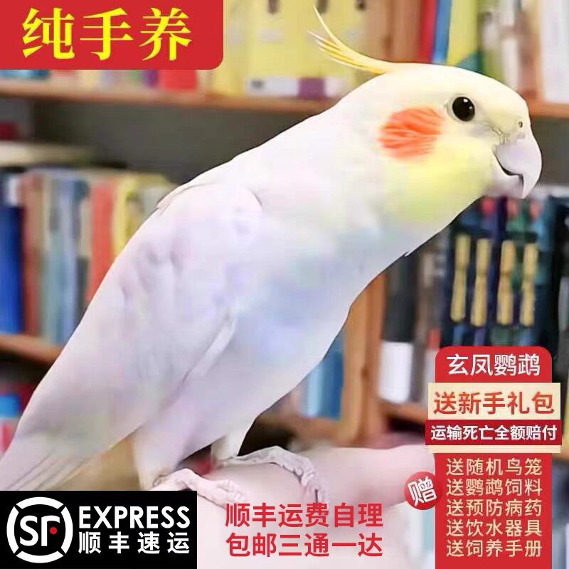 鹦鹉玄凤手养活鸟宠物活体萌宠黄鸟