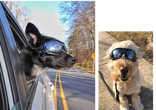 酷太阳镜宠物饰品中大型犬眼镜 狗狗眼镜宠物太阳镜狗狗拉风眼镜装