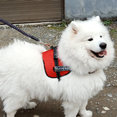 萨摩耶金毛大型犬项圈狗狗牵引绳