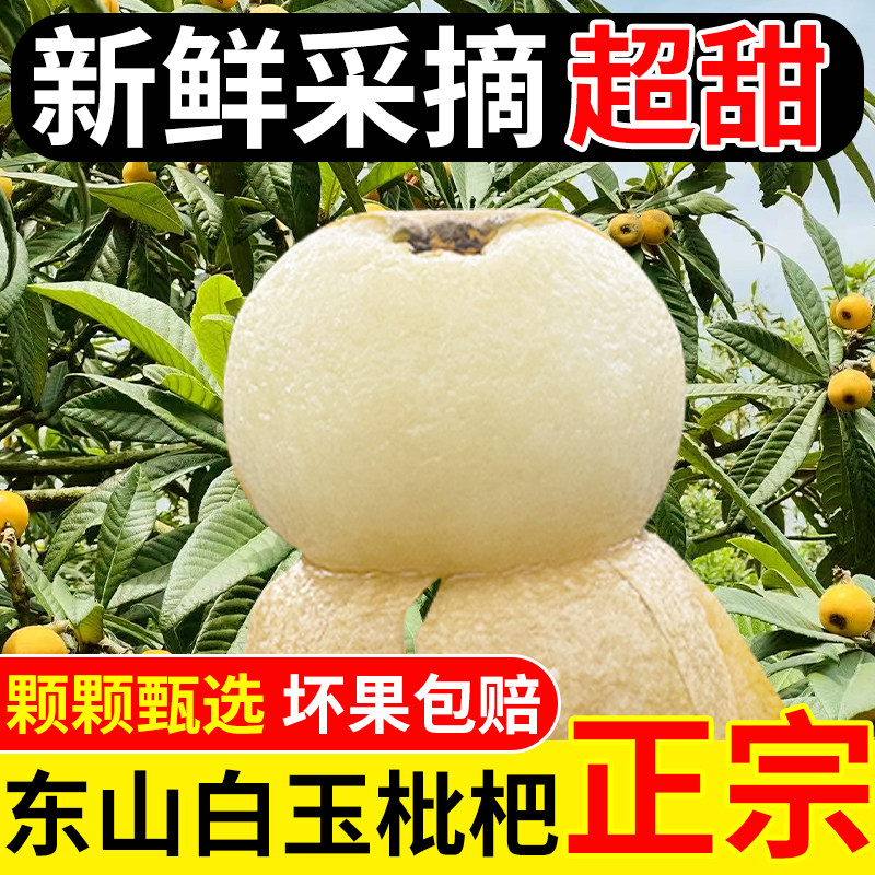 超甜 苏州东山白玉枇杷白沙枇杷5斤装大果新鲜孕妇水果顺丰礼盒装