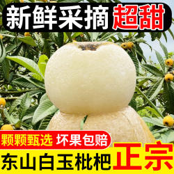 超甜 苏州东山白玉枇杷白沙枇杷5斤装大果新鲜孕妇水果顺丰礼盒装
