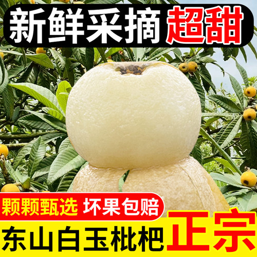 超甜山顶老树果苏州东山白玉枇杷