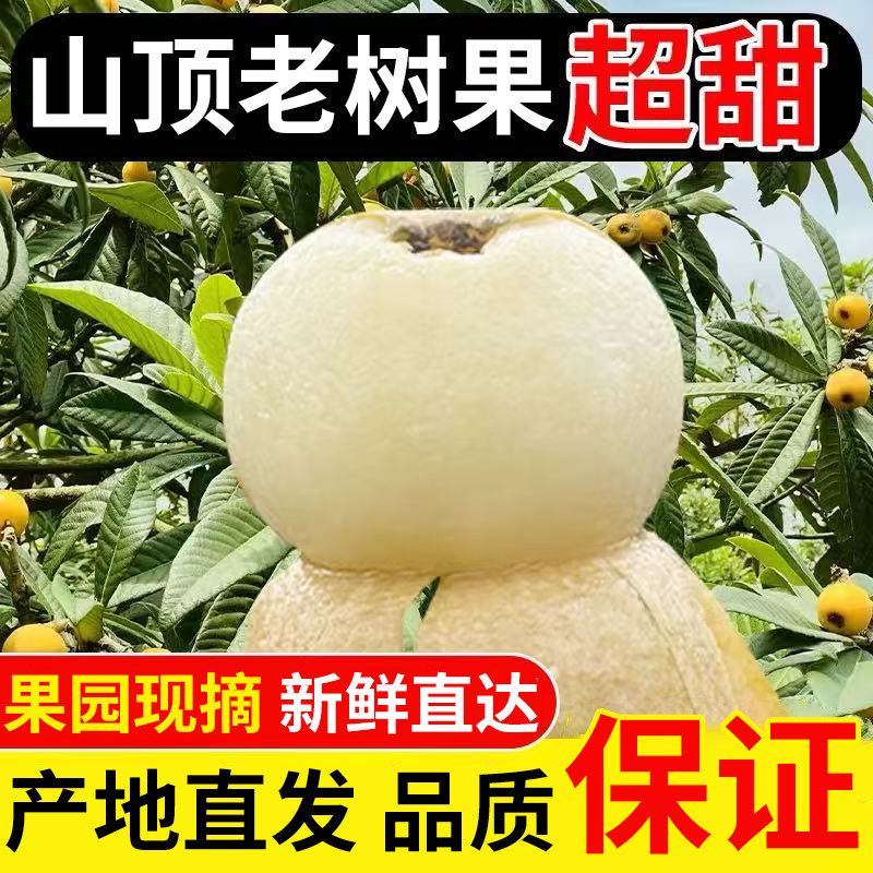 超甜超大果王 苏州东山白玉枇杷白沙枇杷5斤现摘新鲜孕妇水果礼盒