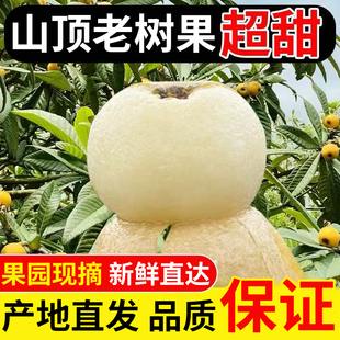 超甜超大果王 苏州东山白玉枇杷白沙枇杷5斤现摘新鲜孕妇水果礼盒