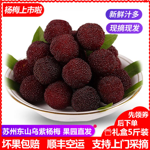 百年老树苏州东山乌紫杨梅新鲜水果现摘5斤礼盒装pk仙居东魁杨梅