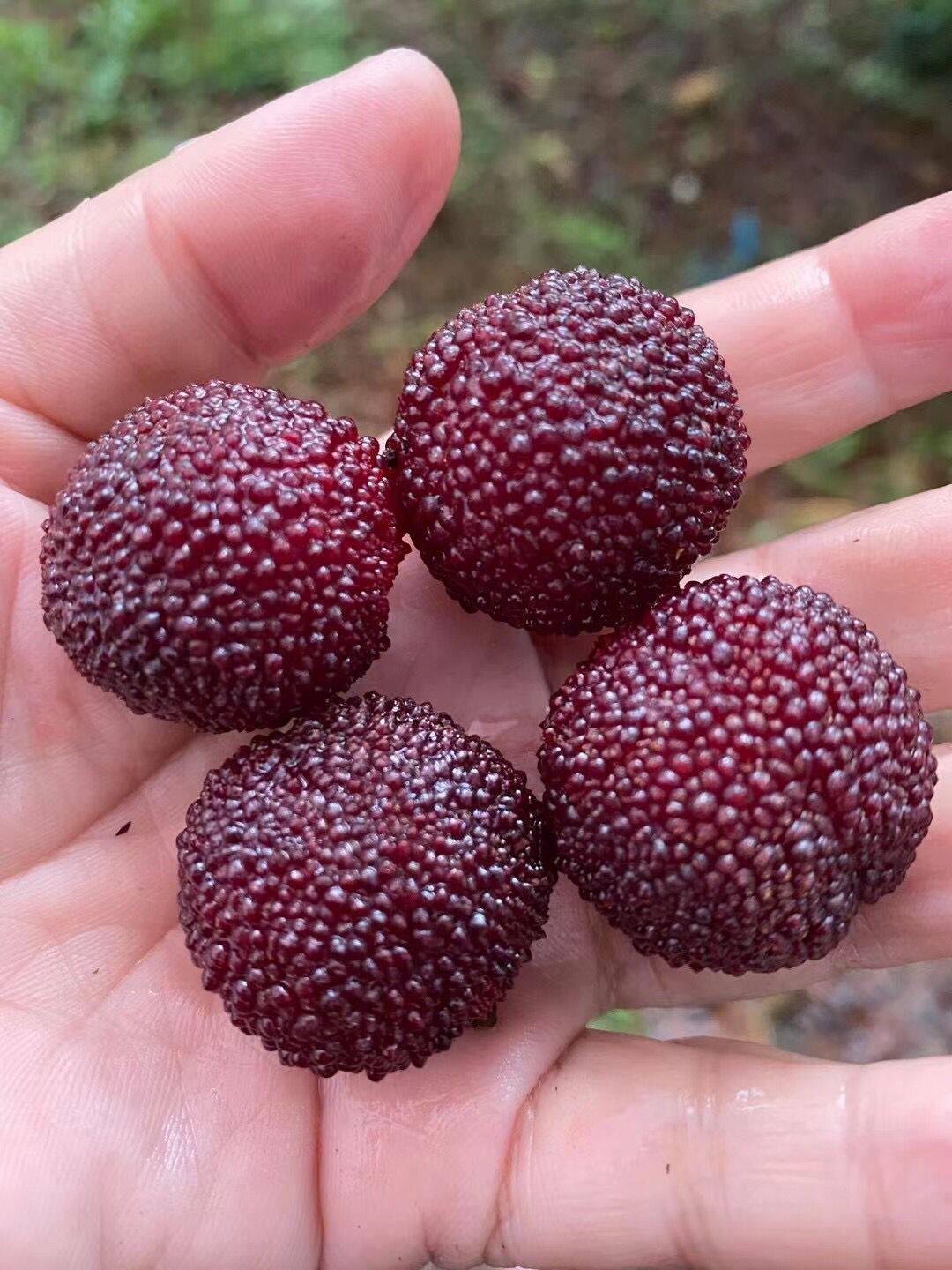 新鲜杨梅鲜果余姚慈溪荸荠种黑炭当季大甜现摘老爸自己种的无农药