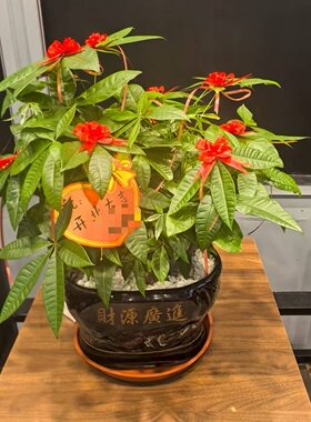 发财树盆栽招财室内组合绿植开业送礼前台四季常青厦门同城绿植