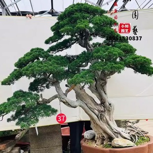 济州真柏盆景老桩造型树桩大型盆景日本纪州真柏绿植盆景一物一拍