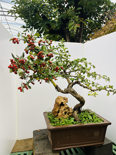 精品山里红山楂老桩盆景满树挂果耐寒好养