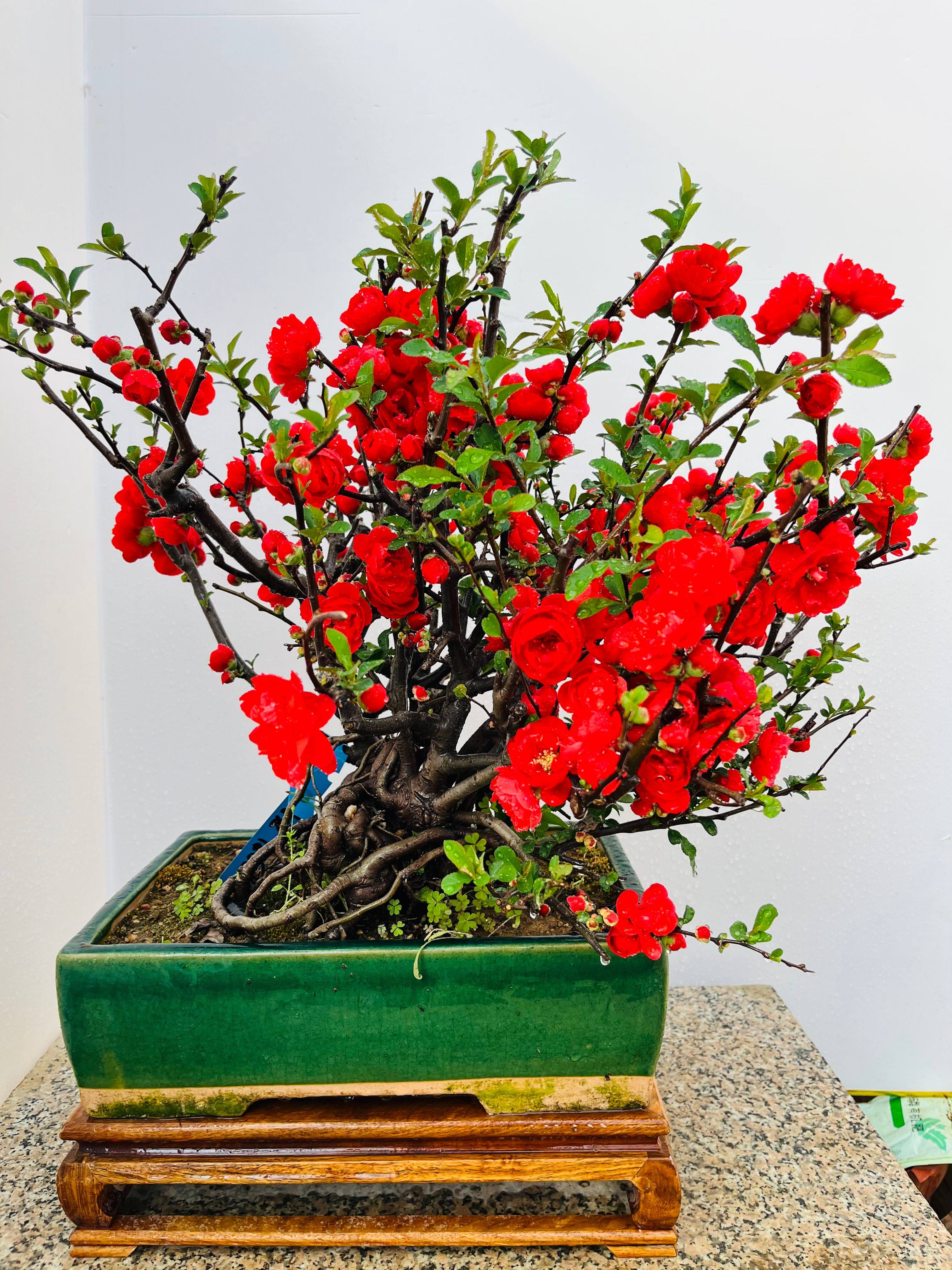 长寿冠海棠花盆景重瓣长寿乐盆景老桩庭院东阳锦花卉四季开花好养