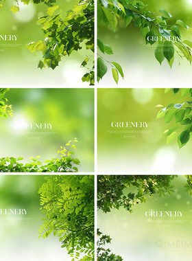 清新绿色养眼树叶绿叶虚幻背景海报PSD分层平面设计素材模板71809