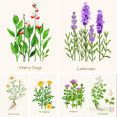 手绘草本植物鲜花薰衣草插图绘画海报PSD分层设计元素材模板52313