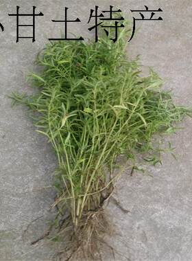 野生石香薷干货去暑茶凉茶叶清凉茶全国包邮拍5件送1件