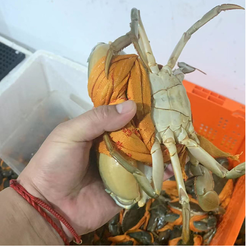 三门青蟹鲜活大肉蟹新鲜水产品大螃蟹红烧清蒸香辣蟹二斤礼品盒装