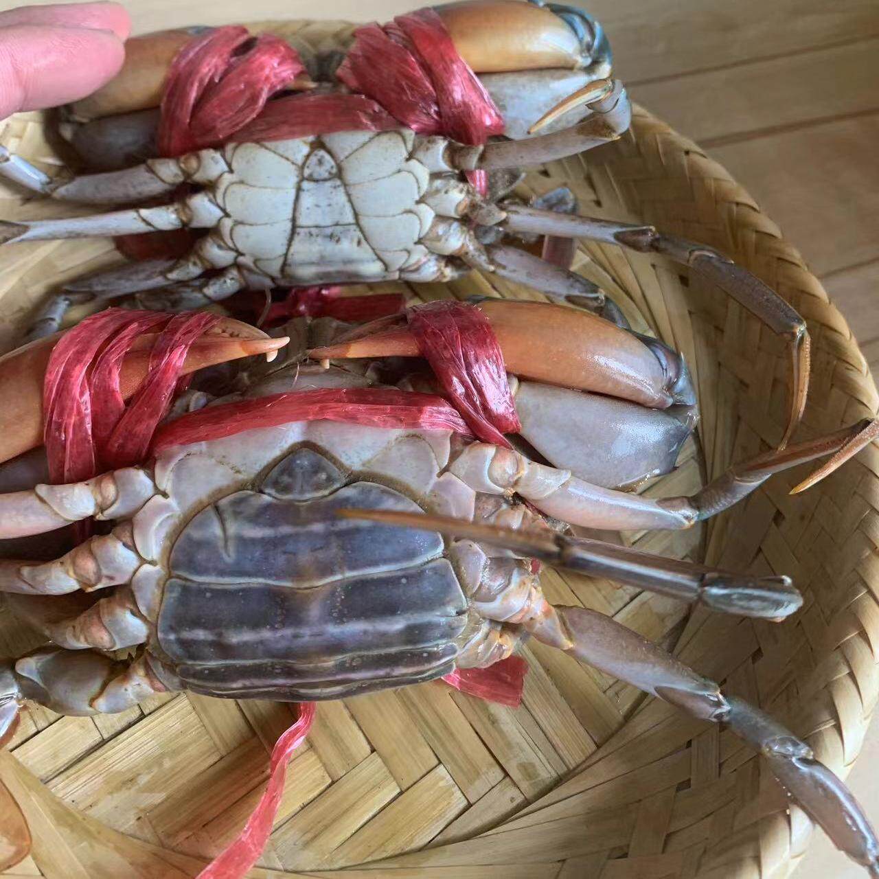 青蟹鲜活螃蟹肉蟹煲香辣蟹膏蟹肉蟹套装2公2母共四只装不能放冰箱