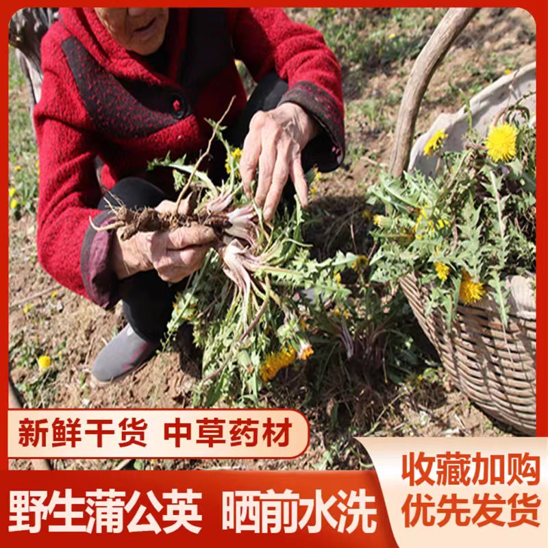 晒干蒲公英根正品特级野生整颗三年长根款养肝茶婆婆丁根儿中药材