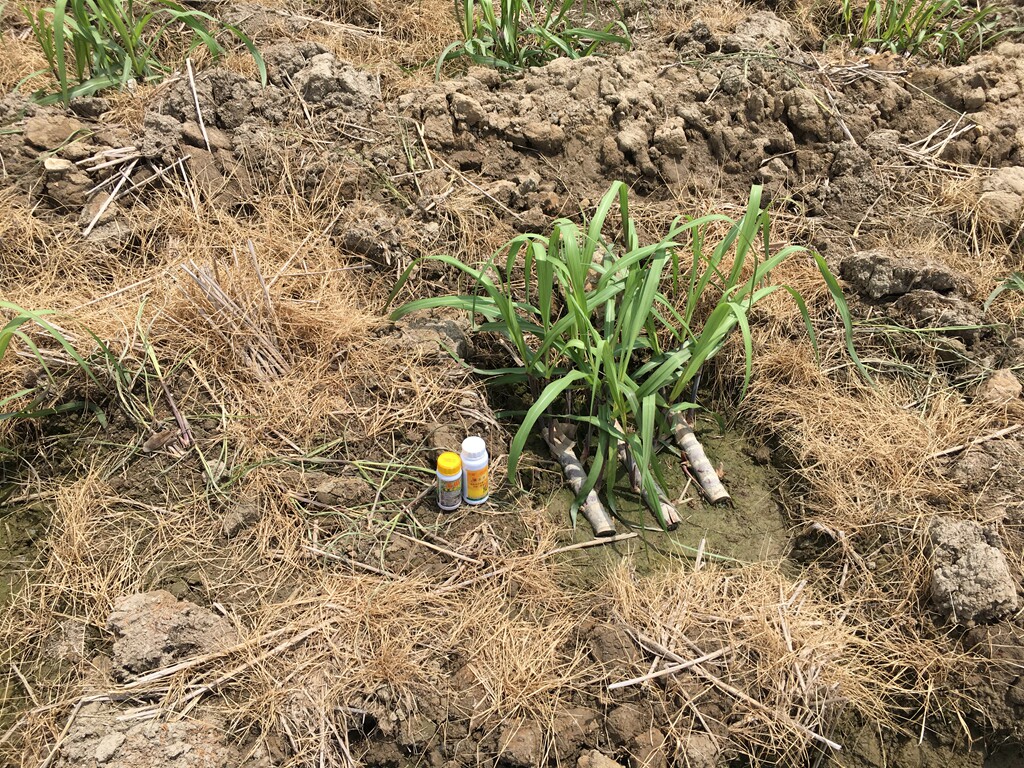 甘蔗安全专用助剂甘蔗除草伴侣不伤甘蔗套装黑皮黄皮糖甘蔗通用