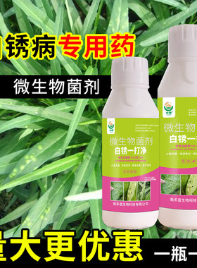 空心菜白锈病专用药大白菜苋菜