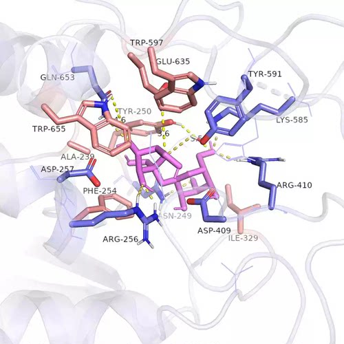 分子对接 小分子与蛋白质 pymol可视化 相互作用分析 结合能计算