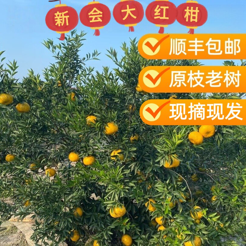 2025年新会柑鲜果梅江圈枝陈皮原枝小青柑鲜果二红果大红果茶枝柑