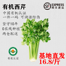 有机西芹4.5斤新鲜芹菜即食蔬菜榨汁沙拉现摘农产品无农药带叶