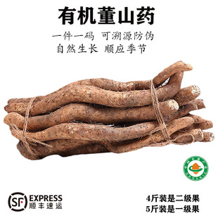【2026年现挖】有机董山药新鲜粉糯清炒自然熟雅安老品种营养粗粮