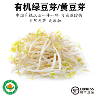 有机绿豆芽新鲜蔬菜黄豆芽清脆爽口自然发芽无农残无添加新鲜蔬菜