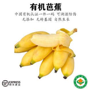 云南有机芭蕉自然熟香蕉新鲜高原水果无农残丑焦孕妇宝宝辅食