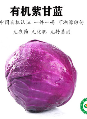 有机紫甘蓝新鲜蔬菜生吃沙拉食材圆包菜当季时令凉拌有机认证孕妇