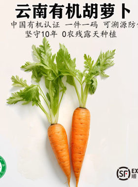 云南有机胡萝卜现挖老品种新鲜蔬菜带泥生吃水果孕妇辅食