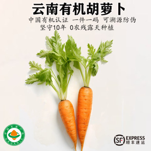 云南有机胡萝卜现挖老品种新鲜蔬菜带泥生吃水果孕妇辅食