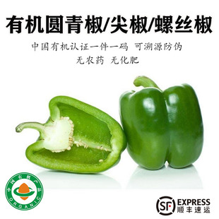 有机青椒新鲜采摘螺丝椒蔬菜辣椒青尖椒青圆椒绿色菜椒微辣无农残