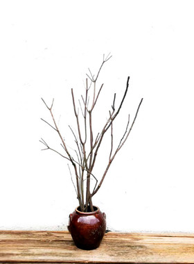 干树枝装饰天然枯木原木干树枝造景禅意树枝背景摆件天然环保材质