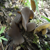 野生黑木耳干货藏区农家散装 山货精选秋耳新鲜甘肃甘南土特产250g