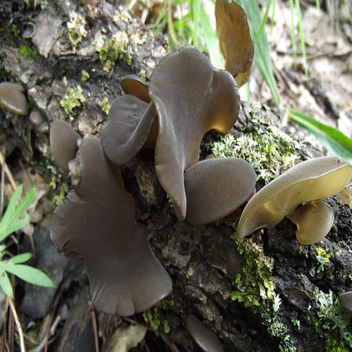 藏区野生黑木耳肉厚干净软糯新货