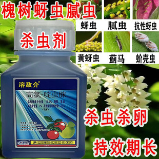 G国槐树龙爪槐蚜虫腻虫用杀虫剂农药杀虫杀卵小黑飞复配啶虫高氯