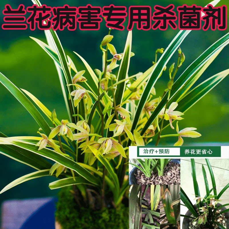 ll兰花专用杀菌剂黑斑病叶斑病复配咪鲜胺异菌脲农药花卉杀菌剂