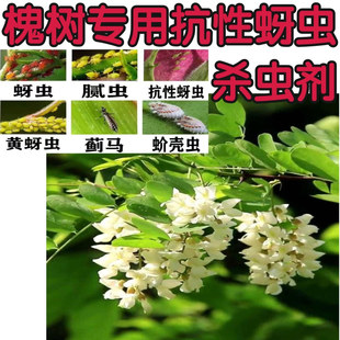 槐树专用杀虫剂杀蚜虫腻虫小黑飞专杀抗性蚜虫高渗透皮助剂内吸杀